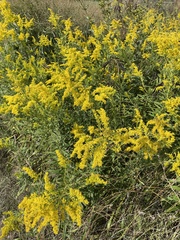 Solidago odora