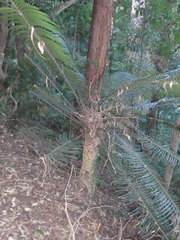 Lepidozamia peroffskyana