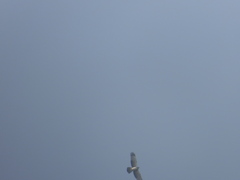 Pernis ptilorhynchus