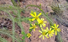 Senecio pinifolius