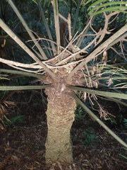 Lepidozamia peroffskyana