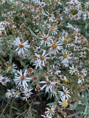 Eucephalus engelmannii