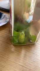 Smerinthus ocellata