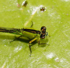 Ischnura pruinescens