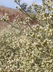 Baccharis articulata