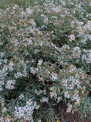 Eucephalus engelmannii