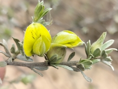 Aspalathus ternata