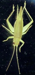 Cyrtoxipha columbiana