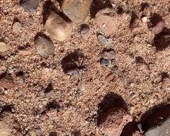 Cicindela scutellaris lecontei