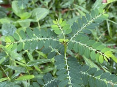 Phyllanthus debilis