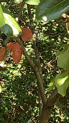 Dryobates pubescens