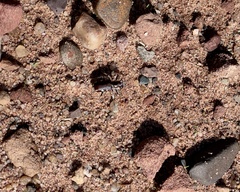 Cicindela scutellaris lecontei