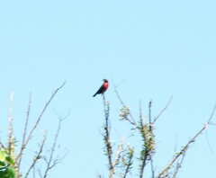 Leistes superciliaris