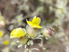 Aspalathus ternata