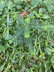 Phyllanthus debilis