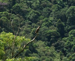 Buteogallus meridionalis