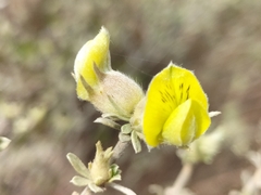 Aspalathus ternata