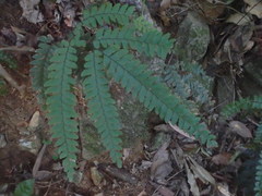 Adiantum silvaticum
