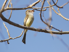 Ramphotrigon flammulatum