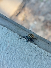 Diaprepes abbreviatus