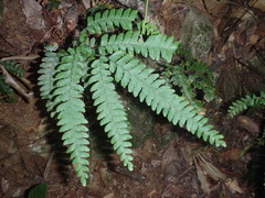 Adiantum silvaticum