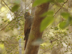 Xiphorhynchus flavigaster