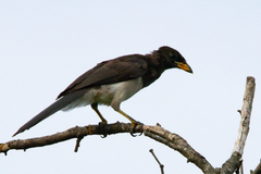 Psilorhinus morio