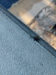 Diaprepes abbreviatus