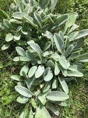 Stachys byzantina