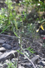 Artemisia laciniata