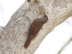 Xiphorhynchus flavigaster