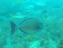 Prionurus maculatus