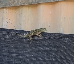 Sceloporus malachiticus