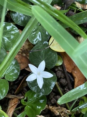 Geophila repens
