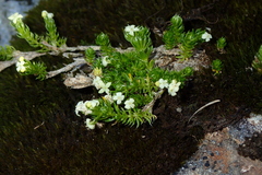Galium pyrenaicum