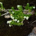 Galium pyrenaicum - Photo 由 Julien Renoult 所上傳的 (c) Julien Renoult，保留部份權利CC BY