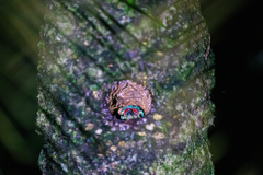 Psilopogon asiaticus