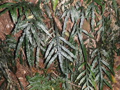 Blechnum patersonii