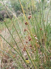 Juncus effusus