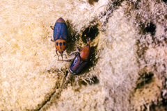 Rhynchophorus ferrugineus