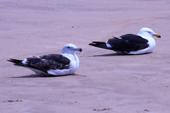 Larus dominicanus vetula