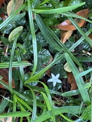 Geophila repens