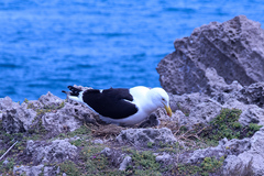 Larus dominicanus vetula