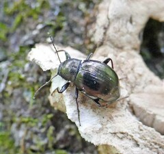 Meracantha contracta