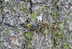 Ontholestes cingulatus