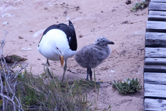 Larus dominicanus vetula