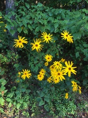 Helianthus atrorubens