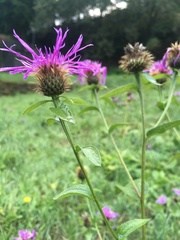 Centaurea phrygia