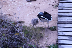 Larus dominicanus vetula