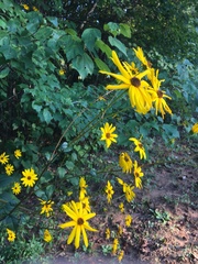 Helianthus atrorubens